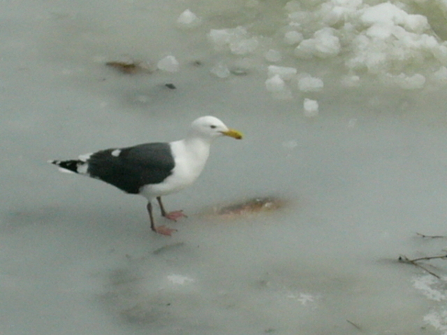 �ܗŊs����