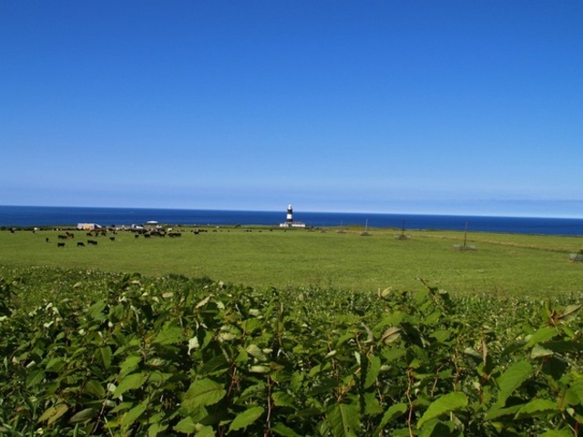 �\�斦�C��