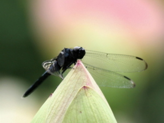 minamigaoka̓{炬̓eʐ^1