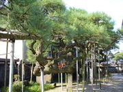 Ăpp̑p_̏i_Ђ̂ނ_̏j̓eʐ^1