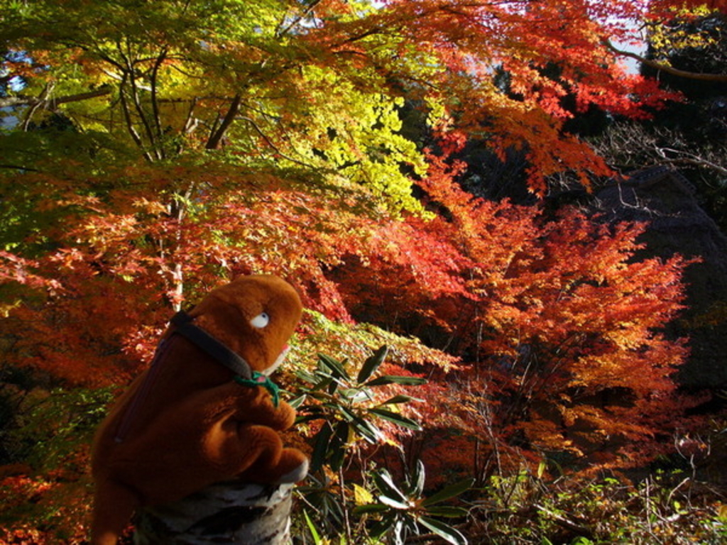 八代・水俣・湯の児の動物園・植物園ランキングTOP10 - じゃらんnet