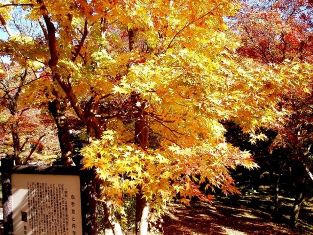 用作公園