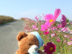 �v���Ďs�̃R�X���X�X���̎ʐ^1