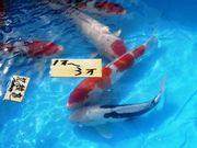 EH[̓̉w ܖ؂̂₩E키̓eʐ^1