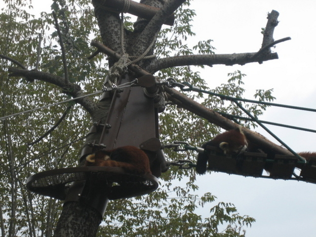 ���R������