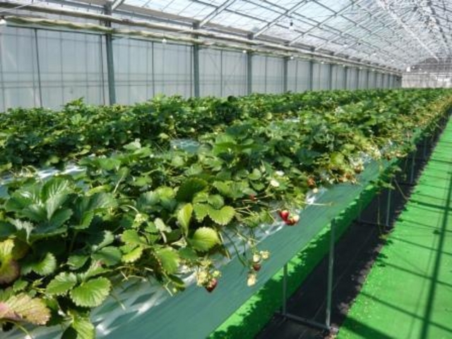 ���َq�̏�ߐ{�n�[�g�����h