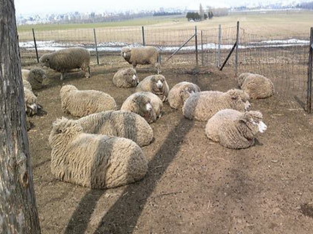 �����ۂ�r���u�W�]��