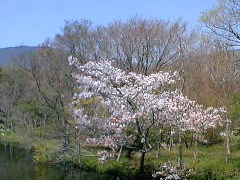 ���������ԉ��̎ʐ^1