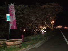 沙耶2499さんの加護坊山の桜の投稿写真1