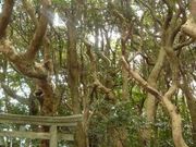 񂳂̓nC_Ђ̋ɑт̓eʐ^1