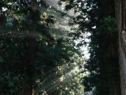 e˒q̉͌Ԑ_Ђ̎{̓eʐ^1