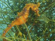 joe̊Cm_CrOT[rX̓eʐ^1