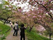 ł̒Ғʂ蔲̍̓eʐ^1