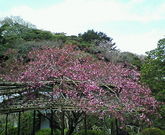 �Ђ��񂳂�̌������̓��e�ʐ^1