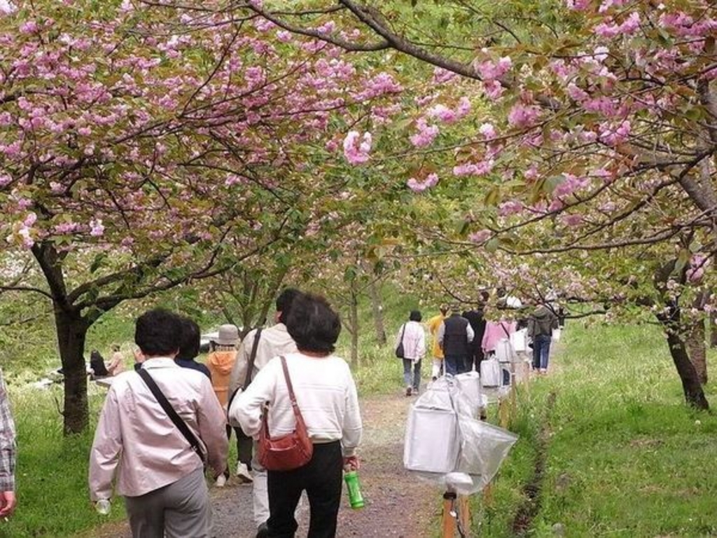 長瀞通り抜けの桜