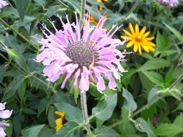 �K�[�f���~���[�W�A����b