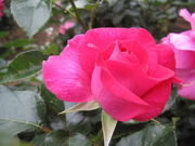 a̎s̋쑍^@o̓eʐ^1