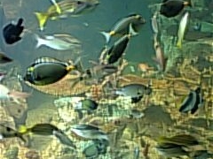 �z�O���������ق̎ʐ^1