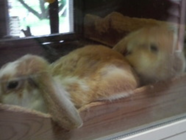 �ɍ��ۃO���[���q��