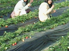 ��Tomo�􂳂�̂Ȃ����ό��_���ւ̓��e�ʐ^1