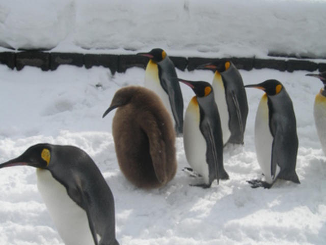 ���R������