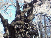 �ۂՂ�񂳂�̎������̓��e�ʐ^1