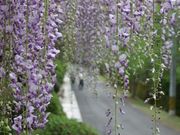 �ӂ����񂳂�̂ӂ��̉�L�̓��e�ʐ^1