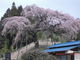 ぴろりんさんの外大野のしだれ桜への投稿写真2