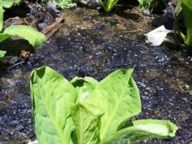 �w�u���X���̂͂�@SNOW�@WORLD