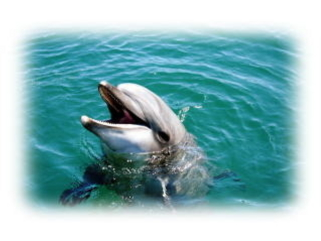 �h���t�B���x�F�C�X