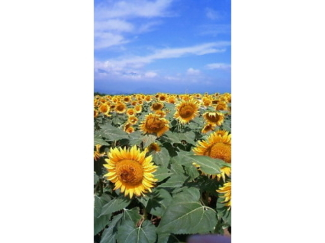 �n�C�W�̑��@�N������