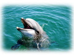 Ƃ݂̃htBxFCXւ̓eʐ^1