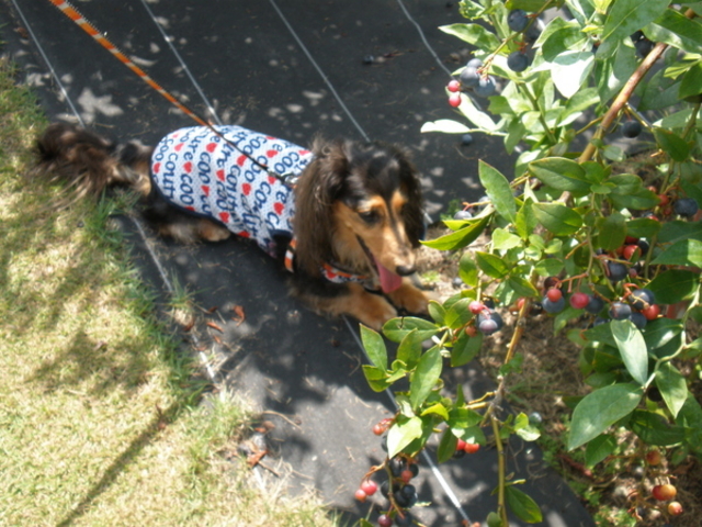 �������u���[�x���[�_��