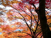 sakisakỉ~ʎ̓eʐ^1