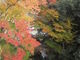 ぴろりんさんの秋川渓谷の投稿写真1