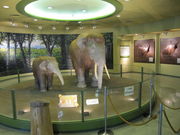 񂳂̑q~sRjق̓eʐ^1