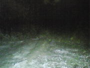 �����߂�����̃q�J���S�P�̓��e�ʐ^1