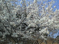 小見川城山公園の桜 ツツジの口コミ一覧 じゃらんnet