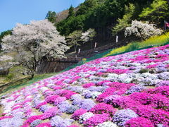 ロナウさんのひょうたん桜への投稿写真1