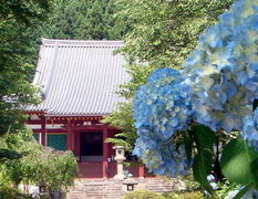 まこさんの矢田寺のアジサイの投稿写真1