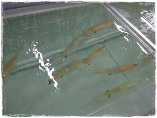 ʂ肩673̂ɂƂ@Ɏs̓eʐ^1