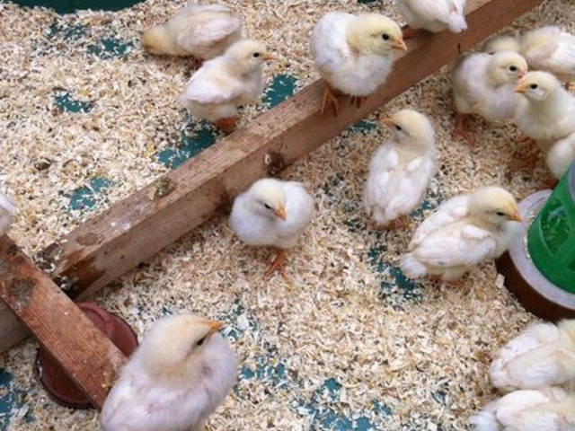 �����@�Ԃ��������