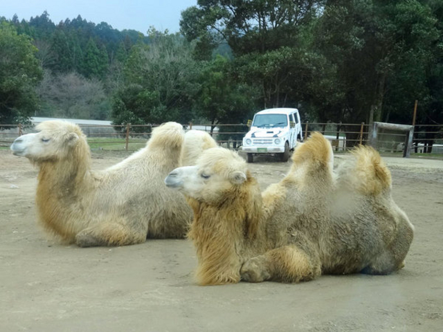 �H�g�䎩�R���������T�t�@�������h