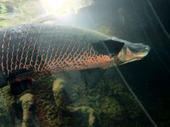 I邳̓Ȗ،Ȃ퐅Vւ̓eʐ^1