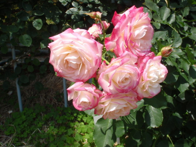 �y�ߘa5�N�x����ߘa8�N�x�܂ł�4�N�ԋx�فz���q���w��