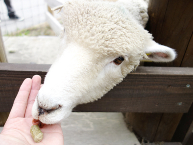 �ɍ��ۃO���[���q��