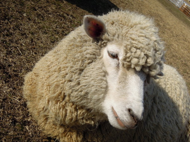 �ɍ��ۃO���[���q��