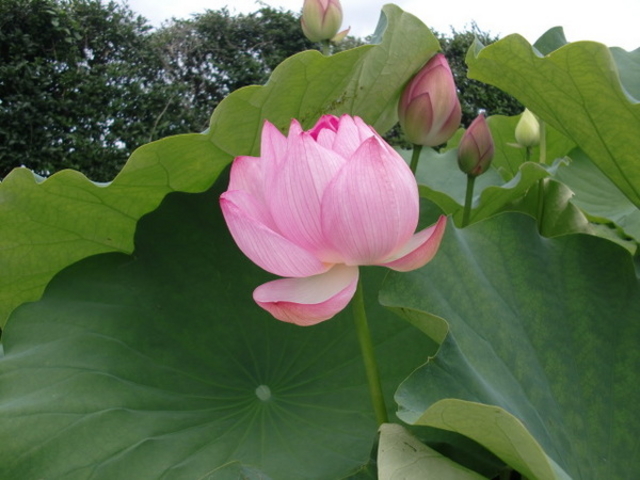 ���Îs�������A�������݂��̐X