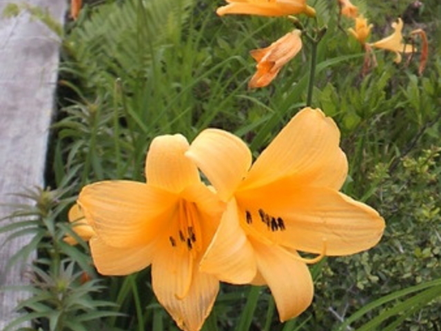 �a����̐��E�J�n�����ԉ����R�����̓��e�ʐ^1