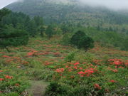 �Ƃ񂿂�񂳂�̓��̊ۍ����̃����Q�c�c�W�̓��e�ʐ^1